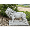 Figura Lew kroczący średni 75cm
