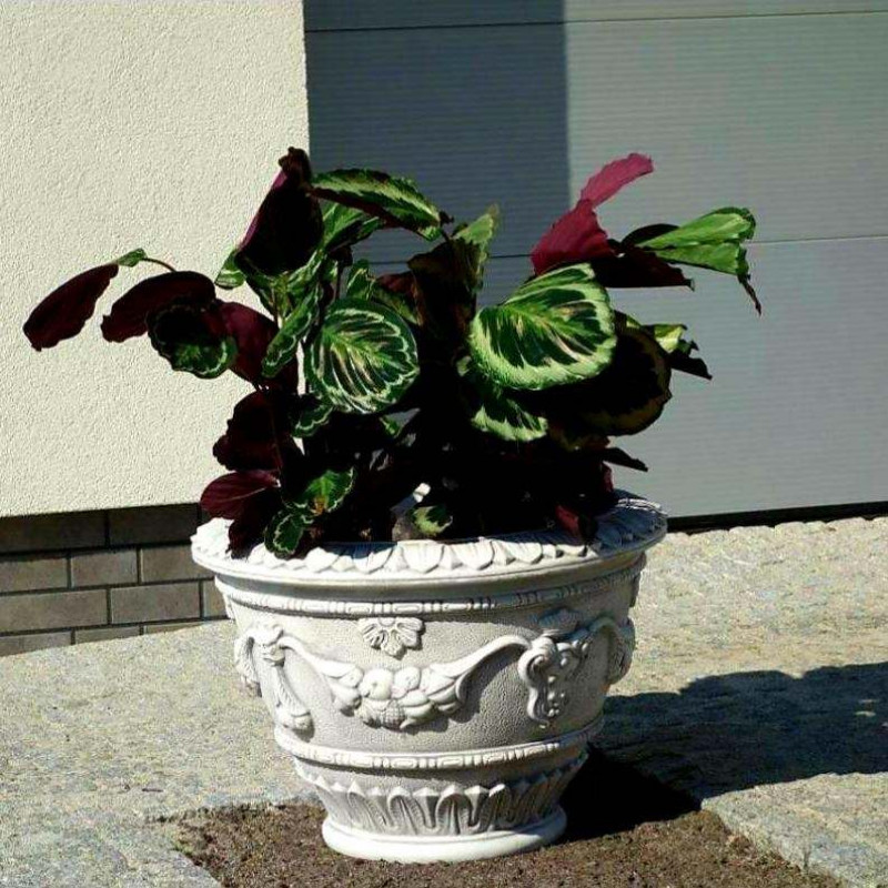 Donica Druzjanna 52cm x 73cm